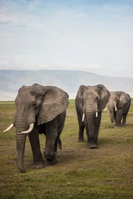 The Ultimate Tanzania Itinerary for Families | Travel with Kids in Serengeti, Ngorongoro, and More!