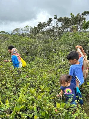 Wild guava (goyave de chine) picking, Plaine champagne