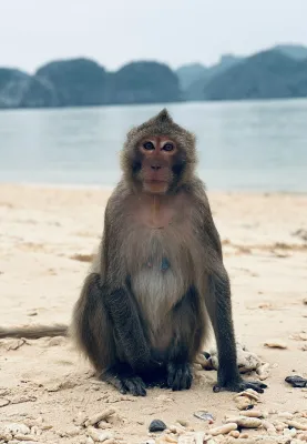 Monkey Beach