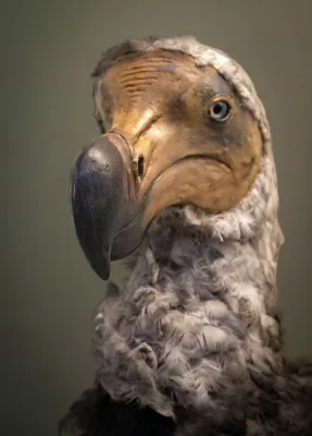 Natural History Museum